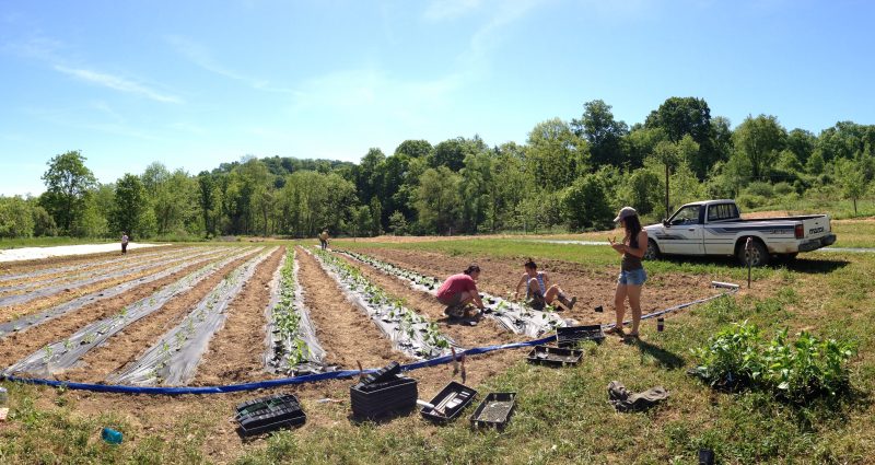 photo from of farmers at green edge gardens